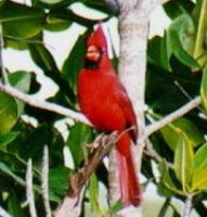 Cardenal